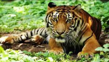 Wayanad Tiger Attack: ജനവാസമേഖലയിൽ ഭീതിപരത്തുന്ന കടുവ വീണ്ടും വളർത്തുമൃഗത്തെ പിടികൂടി; ഭീതിയിൽ പ്രദേശവാസികൾ