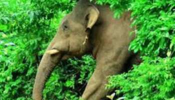 Wild Elephant Attack: മലപ്പുറത്ത് കാട്ടാനയുടെ ആക്രമണത്തിൽ ആദിവാസി സ്ത്രീക്ക് ദാരുണാന്ത്യം