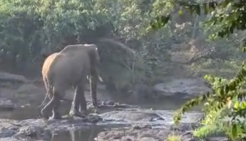 Athirappilly Wild Elephant: മയക്കുവെടി കൊണ്ടില്ലേ? അതിരപ്പിള്ളിയില്‍ മസ്തകത്തിൽ മുറിവേറ്റ കാട്ടാനയ്ക്ക് പിന്നാലെ ഡോക്ടറും സംഘവും