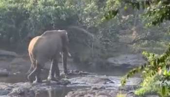 Wild Elephant: അതിരപ്പള്ളിയില്‍ മസ്തകത്തിന് പരിക്കേറ്റ നിലയിൽ കണ്ടെത്തിയ ആനയെ മയക്കുവെടി വയ്ക്കാനുള്ള ശ്രമം പാളി; ആന വിരണ്ടോടി കാട്ടിൽ കയറി