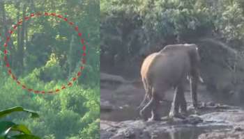 Wild Elephant Injury: മസ്തകത്തിന് പരിക്കേറ്റ കാട്ടാനയെ മയക്കുവെടിവച്ചു