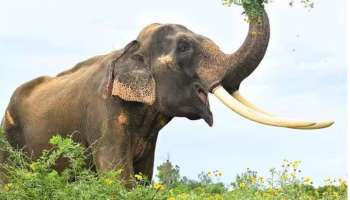 Wild Elephant Attack: പാലക്കാട് കാട്ടാന ആക്രമണം; യുവാവിനെ കുത്തി കൊമ്പിൽ കോര്‍ത്തെറിഞ്ഞു