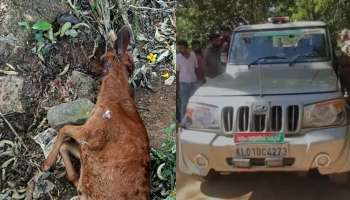 Wild Animal Attack: വയനാട് കൽപ്പറ്റ പെരുന്തട്ടയിൽ വീണ്ടും വന്യമൃഗാക്രമണം