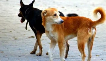 Stray Dog Attack: മുഖം കടിച്ചുകീറി, വയറിനും കാലിനും കടിയേറ്റു; കായംകുളത്ത് തെരുവ് നായ ആക്രമണത്തിൽ 4 പേർക്ക് ​ഗുരുതര പരിക്ക്