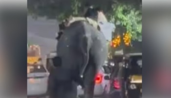 Elephant Attack: പാലക്കാട് നേർച്ചക്കിടെ ഇടഞ്ഞ ആന പാപ്പാനെ കുത്തിക്കൊന്നു