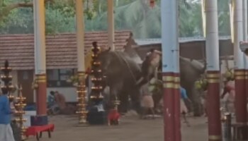 Elephant Runs Amok: കൊയിലാണ്ടിയിൽ ഇടഞ്ഞ ആന മറ്റൊരു ആനയെ കുത്തി, വിരണ്ടോടി ആനകൾ; മൂന്ന് മരണം, നിരവധി പേർക്ക് പരിക്ക്