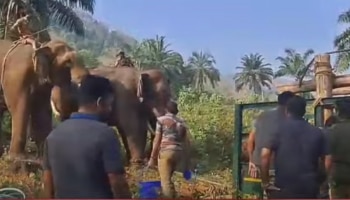 Injured Wild Elephant Died: ചികിത്സകൾ വിഫലം; മസ്തകത്തിൽ മുറിവേറ്റ കൊമ്പൻ ചരിഞ്ഞു