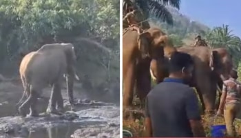 Athirappilly Elephant Death: മസ്തകത്തിലെ അണുബാധ തുമ്പിക്കൈയിലേക്കും ബാധിച്ചു; അതിരപ്പിള്ളിയിലെ ആനയുടെ പോസ്റ്റ്‌മോര്‍ട്ടം റിപ്പോർട്ട് ഇന്ന്