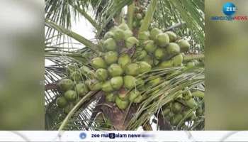 Karnataka become India's Largest Producer of Coconuts