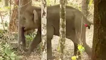 Kannur Wild Elephant: കണ്ണൂരിൽ ജനവാസ മേഖലയിലിറങ്ങിയ കുട്ടിയാനക്ക് ഗുരുതരപരിക്ക്; മയക്കുവെടി വെച്ച് പിടികൂടി