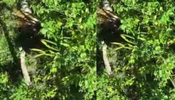 Idukki Tiger Attack: ഇടുക്കിയിൽ കടുവ വളർത്തുമൃഗങ്ങളെ കൊന്നു; വനംവകുപ്പ് സംഘം സ്ഥലത്തെത്തി, മയക്കുവെടിവയ്ക്കാൻ നീക്കം