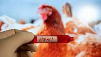 Bird Flu Death: പക്ഷിപ്പനി ബാധിച്ച് രണ്ടു വയസുകാരി മരിച്ചു