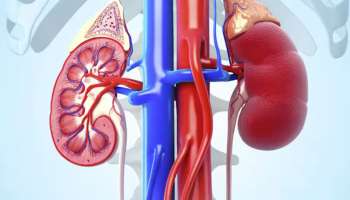 Kidney Health : വൃക്കകളുടെ ആരോഗ്യത്തിന് ഈ ഭക്ഷണങ്ങൾ ശീലമാക്കാം