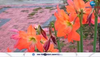 easter Lilies bloom in Idukki