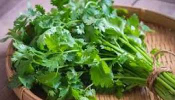 Benefits Of Coriander: കരളിനും, വൃക്കയ്ക്കും മികച്ചതോ! അറിഞ്ഞിരിക്കാം മല്ലിയുടെ ഗുണങ്ങള്‍