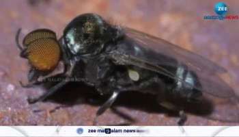 Insect Bites On Eye Cause For Blindness