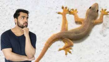 Home Tips: പല്ലിയെക്കൊണ്ട് തോറ്റോ? ശല്യം ഒഴിവാക്കാൻ ഇക്കാര്യങ്ങൾ ശ്രദ്ധിക്കൂ