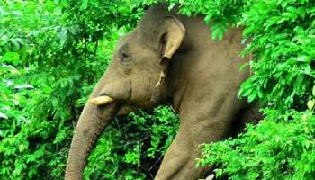 Elephant Attacks Tips: ഒരു ആന കുത്താന്‍ വന്നാല്‍ എന്ത് ചെയ്യണം...? തമാശയല്ല, രക്ഷപ്പെടാന്‍ ശരിക്കും വഴികളുണ്ട്