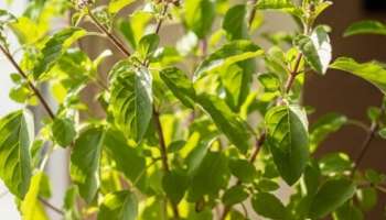 Tulsi Benefits: തുളസിയുടെ ആരോഗ്യ ഗുണങ്ങൾ അറിയാം