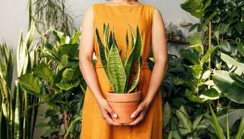 Plants Tips: മണ്ണില്ലാതെയും വളരും; ഏതൊക്കെ ചെടികളെന്ന് നോക്കാം