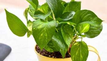 Money Plant: മണിപ്ലാന്റ് ചില്ലറക്കാരനല്ല..! വീടിനുള്ളിൽ വളര്‍ത്തുന്നതിന്റെ ഗുണങ്ങളറിയാം