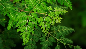 Moringa Leaves: മുരിങ്ങയില കഴിക്കാൻ ഏറ്റവും അനുയോജ്യമായ സമയം ഏതാണ്?