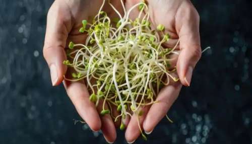 Sprouts Health Benefits: മുളപ്പിച്ച പയറുവർഗങ്ങൾ പോഷക സമ്പുഷ്ടം; നിരവധിയാണ് ഗുണങ്ങൾ