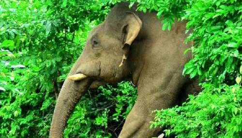 Elephant Attacks Tips: ഒരു ആന കുത്താന്‍ വന്നാല്‍ എന്ത് ചെയ്യണം...? തമാശയല്ല, രക്ഷപ്പെടാന്‍ ശരിക്കും വഴികളുണ്ട്