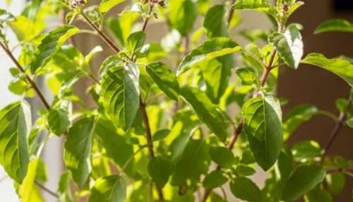 Tulsi Benefits: തുളസിയുടെ ആരോഗ്യ ഗുണങ്ങൾ അറിയാം