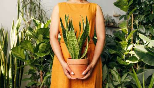 Plants Tips: മണ്ണില്ലാതെയും വളരും; ഏതൊക്കെ ചെടികളെന്ന് നോക്കാം