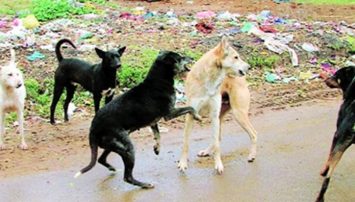 സംസ്ഥാനത്ത് വീണ്ടും തെരുവുനായ്ക്കളുടെ ആക്രമണം: രക്ഷപ്പെടാന്‍ ശ്രമിച്ച വിദ്യാര്‍ത്ഥിനി കിണറ്റില്‍ വീണ് മരിച്ചു