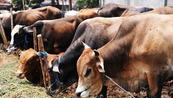 ഇറച്ചിക്കായുള്ള കന്നുകാലി വില്പ്പന: നിരോധനം നീക്കാന് കേന്ദ്രം ഇറച്ചിക്കായുള്ള കന്നുകാലി വില്പ്പന: നിരോധനം നീക്കാന് കേന്ദ്രം