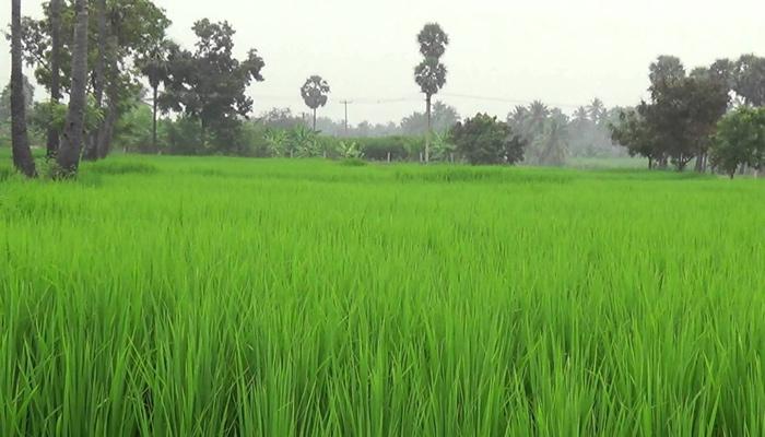 സംസ്ഥാനത്ത് നെല്‍വയല്‍ നികത്തുന്നത് ജാമ്യമില്ലാ കുറ്റം