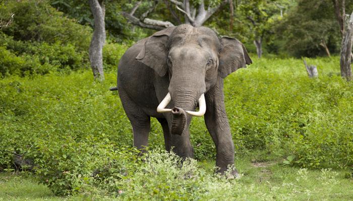 ശബരിമലയില്‍ കാട്ടാനയുടെ ആക്രമണത്തില്‍ തീര്‍ത്ഥാടകന്‍ മരിച്ചു