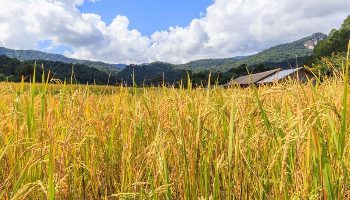 നെല്ല് സംഭരിക്കാന്‍ സഹകരണ സംഘങ്ങള്‍; പഠന റിപ്പോര്‍ട്ട് ഒരു മാസത്തിനകം