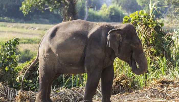 ഇടുക്കിയില്‍ കാട്ടനയുടെ ആക്രമണം; ഒരാൾ മരിച്ചു