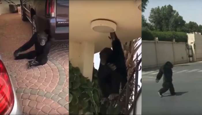 Viral Video: റോഡില് അലഞ്ഞ് തിരിഞ്ഞ് ഗൊറില്ല Viral Video: റോഡില് അലഞ്ഞ് തിരിഞ്ഞ് ഗൊറില്ല