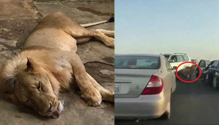 Viral Video: സൗദിയിലെ ഗൊറില്ലയ്ക്ക് ശേഷം കുവൈറ്റിലെ സിംഹം Viral Video: സൗദിയിലെ ഗൊറില്ലയ്ക്ക് ശേഷം കുവൈറ്റിലെ സിംഹം