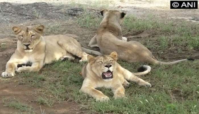 ഗുജറാത്തിലെ ഗിര് വനത്തില് സിംഹങ്ങള് ചത്തൊടുങ്ങുന്നു ഗുജറാത്തിലെ ഗിര് വനത്തില് സിംഹങ്ങള് ചത്തൊടുങ്ങുന്നു