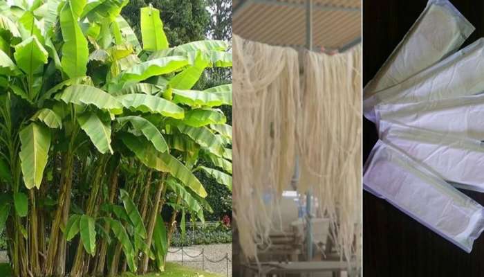 വാഴനാര് കൊണ്ട് സാനിറ്ററി പാഡുകള്!! വാഴനാര് കൊണ്ട് സാനിറ്ററി പാഡുകള്!!