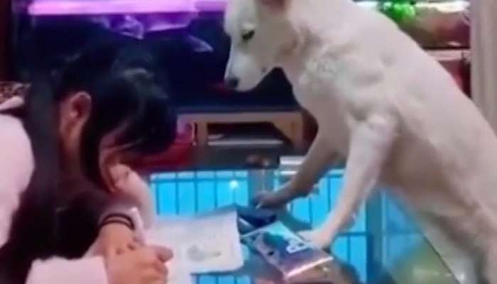Viral Video: ഹോംവര്ക്ക് ചെയ്യാന് നായയുടെ മേല്നോട്ടം!! Viral Video: ഹോംവര്ക്ക് ചെയ്യാന് നായയുടെ മേല്നോട്ടം!!