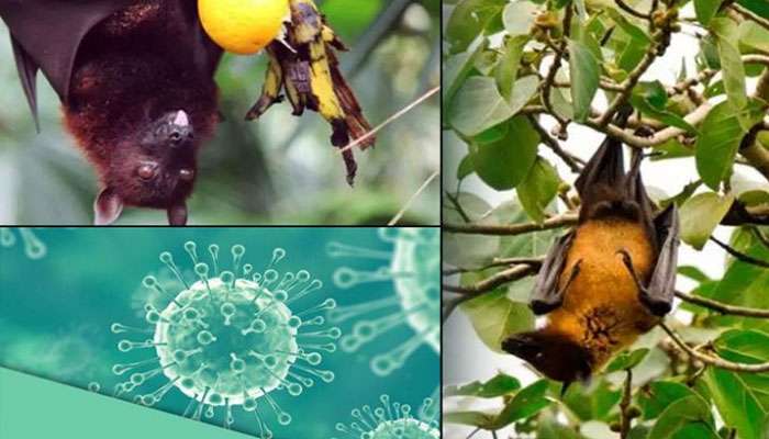 നിപാ: ആശങ്ക നീങ്ങുന്നു... നിരീക്ഷണത്തിലുള്ള 6 പേര്ക്കും വൈറസ് ബാധയില്ല നിപാ: ആശങ്ക നീങ്ങുന്നു... നിരീക്ഷണത്തിലുള്ള 6 പേര്ക്കും വൈറസ് ബാധയില്ല