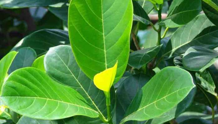 ചക്കയും ചക്കക്കുരുവും വിടൂ, ഇനിയല്പ്പം പ്ലാവില തോരനാകാം!! ചക്കയും ചക്കക്കുരുവും വിടൂ, ഇനിയല്പ്പം പ്ലാവില തോരനാകാം!!