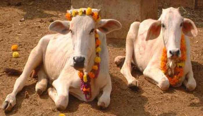 ഗോ സംരക്ഷണത്തിന്റെ പേരില് അക്രമം നടത്തിയാല് കനത്ത ശിക്ഷ ഗോ സംരക്ഷണത്തിന്റെ പേരില് അക്രമം നടത്തിയാല് കനത്ത ശിക്ഷ