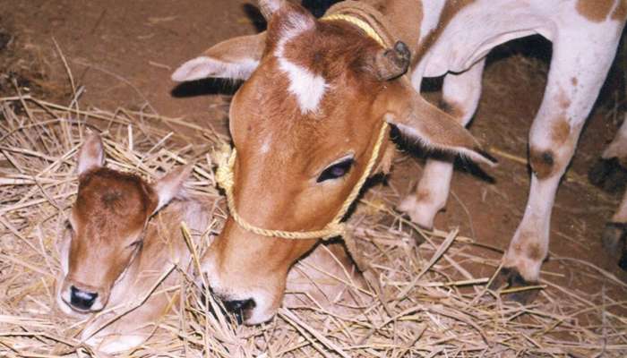 കിടാവിനെ അറുത്തു; ഒരു ലക്ഷം രൂപയും 10 വര്ഷം തടവും ശിക്ഷ!! കിടാവിനെ അറുത്തു; ഒരു ലക്ഷം രൂപയും 10 വര്ഷം തടവും ശിക്ഷ!!