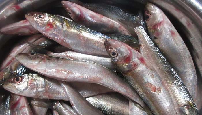 Fish Cultivation | News in Malayalam: ഒന്നാമനായിരുന്ന 'മത്തി'യെ  പിന്നിലാക്കി 'അയല'!!