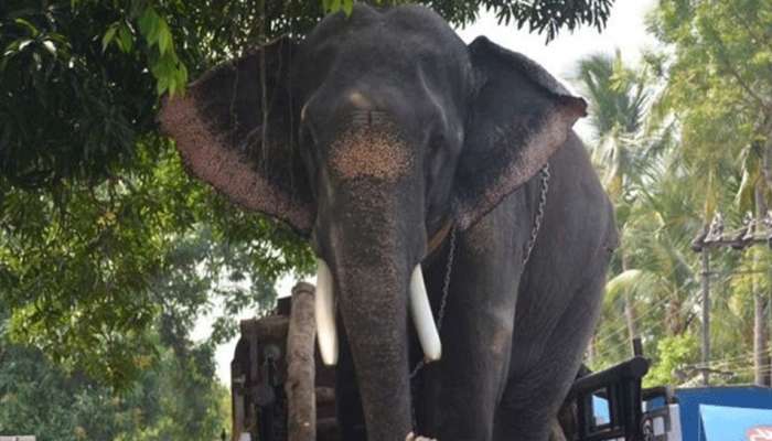 കൊച്ചിന്‍ ദേവസ്വം ബോര്‍ഡിന്‍റെ ഉടമസ്ഥതയിലുള്ള ആനകള്‍ക്ക് ഇനി ഒരു മാസം സുഖചികിത്സ