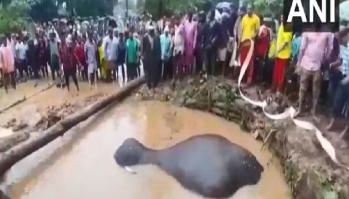 viral video: കിണറ്റില് വീണ ആനയെ സാഹസികമായി രക്ഷപ്പെടുത്തി! viral video: കിണറ്റില് വീണ ആനയെ സാഹസികമായി രക്ഷപ്പെടുത്തി!