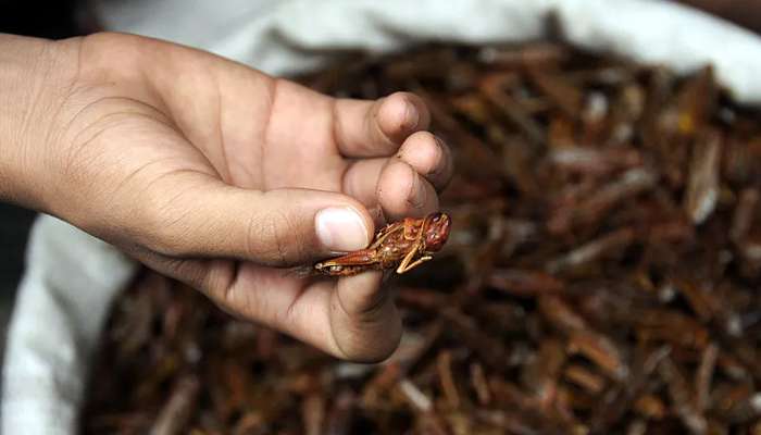 പിന്നല്ല! കഞ്ഞികുടി മുട്ടിച്ചു; വെട്ടുകിളി ബിരിയാണി മുതല്‍ പൊരിച്ചത് വരെ..