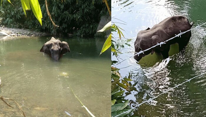 ആനയുടെ മരണം: ഇടപെട്ട് കേന്ദ്ര പരിസ്ഥിതി മന്ത്രി പ്രകാശ് ജാവദേക്കർ, സംസ്ഥാന സര്‍ക്കാര്‍ റിപ്പോര്‍ട്ട് നല്‍കണം....